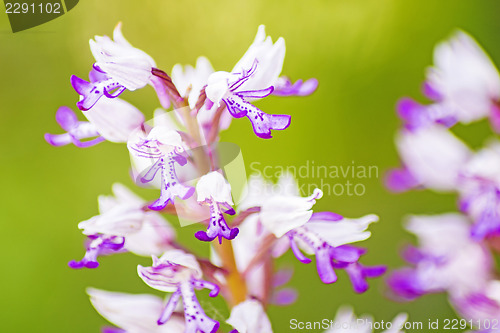 Image of wild orchids in Germany