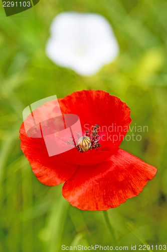 Image of red poppy