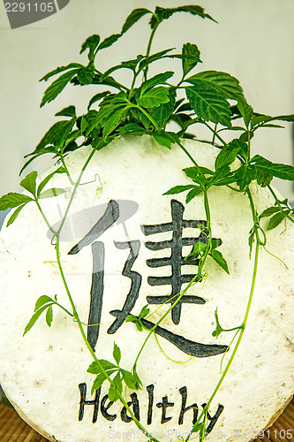 Image of Jiaogulan, herb of longevity