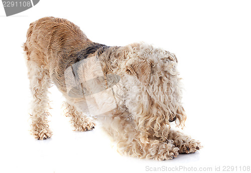 Image of lakeland terrier