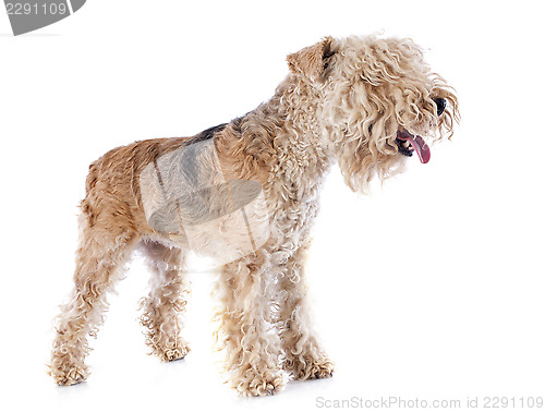 Image of lakeland terrier