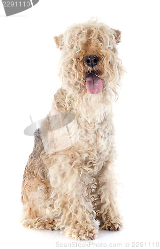 Image of lakeland terrier