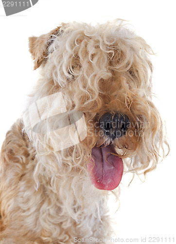 Image of lakeland terrier