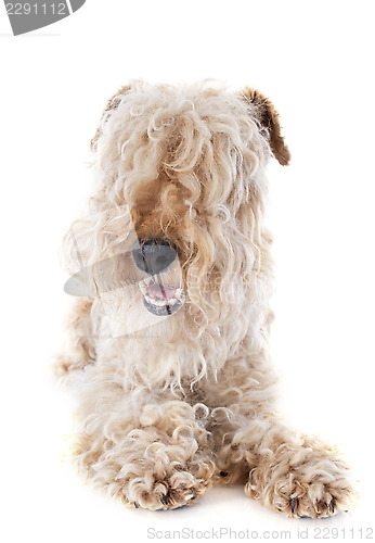Image of lakeland terrier