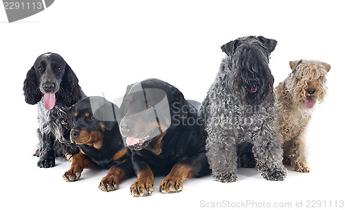 Image of five dogs