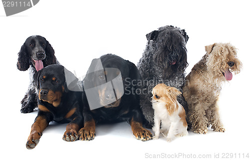 Image of six dogs