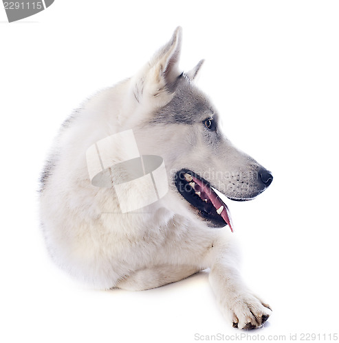 Image of siberian husky