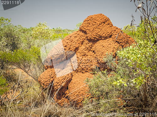 Image of australia termite hill