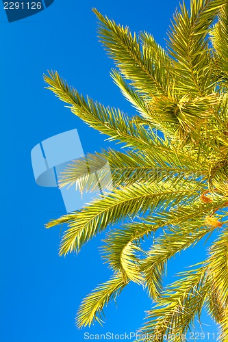 Image of Palm brunch with sky