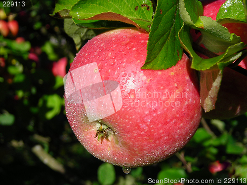 Image of Apple