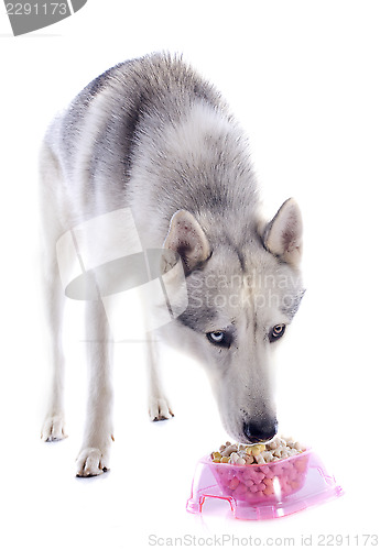 Image of eating siberian husky