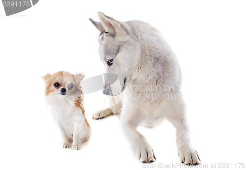 Image of siberian husky and chihuahua