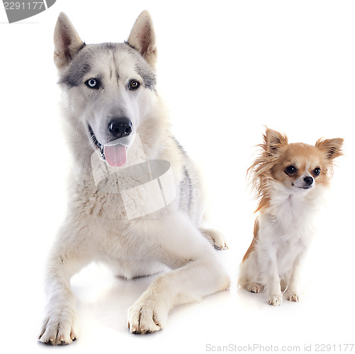 Image of siberian husky and chihuahua