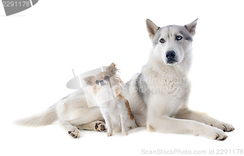Image of siberian husky and chihuahua
