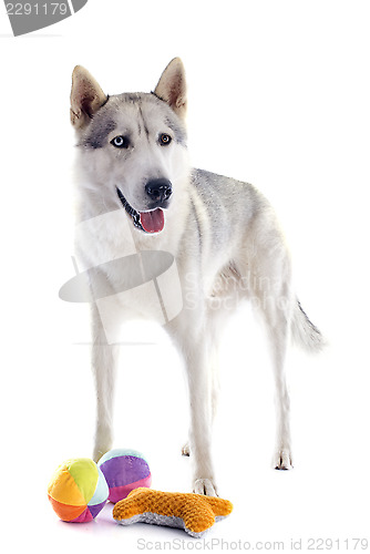 Image of siberian husky and toys