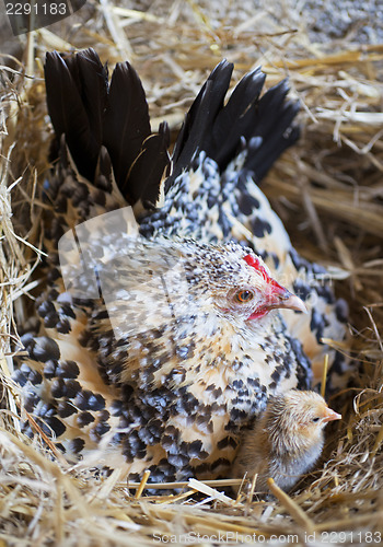 Image of bantam chicken and chick