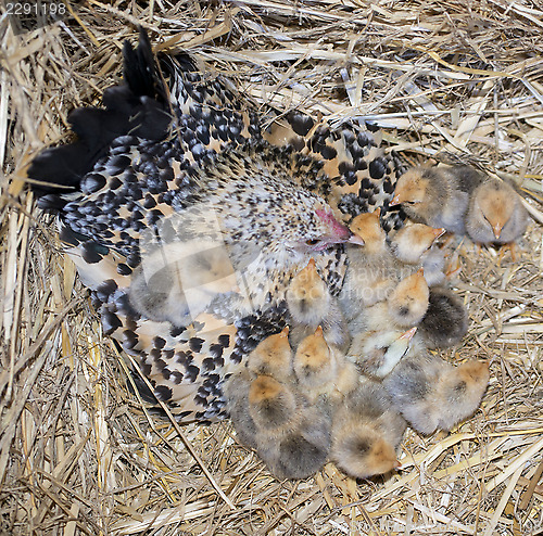 Image of bantam chicken and chick