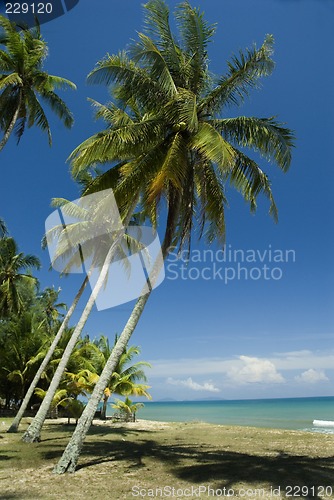 Image of Coconut trees on sunny tropical beach