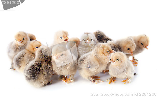 Image of young chicks