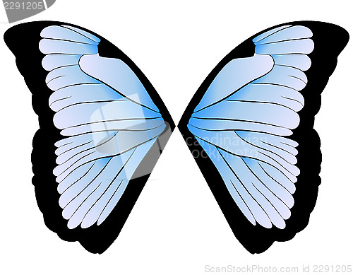 Image of butterfly Wings