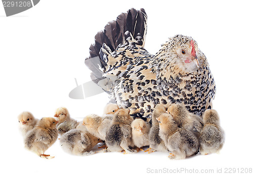 Image of family chicken