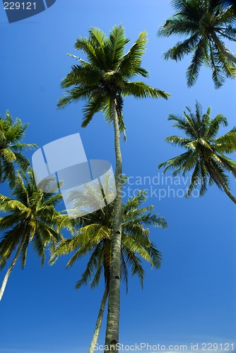 Image of Coconut trees on sunny tropical beach