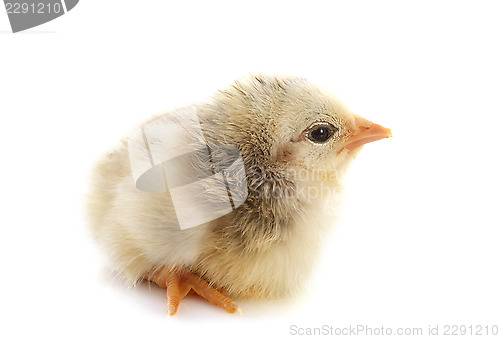 Image of young chick