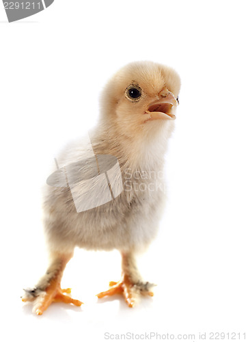 Image of young chick