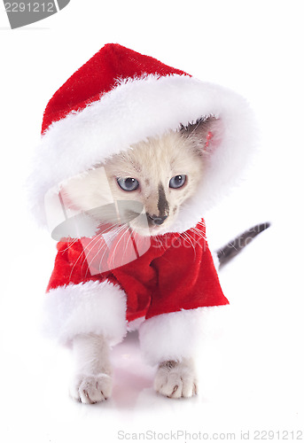 Image of christmas kitten