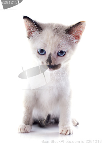 Image of Siamese kitten