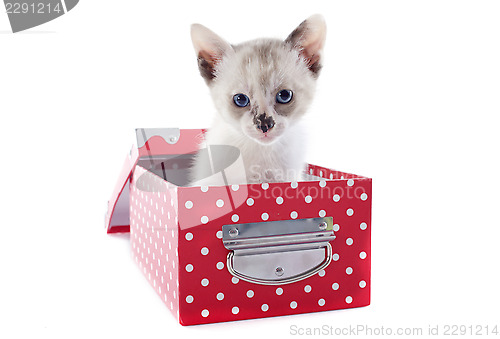 Image of Siamese kitten in box