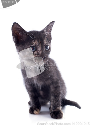 Image of brown kitten
