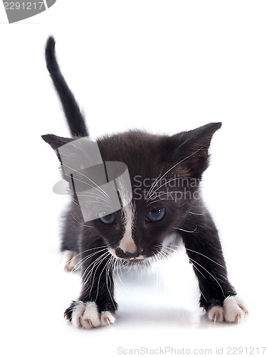 Image of black kitten