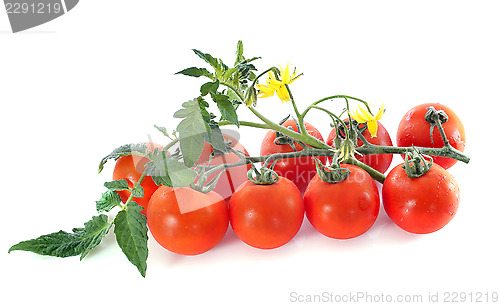 Image of cheery tomatoes