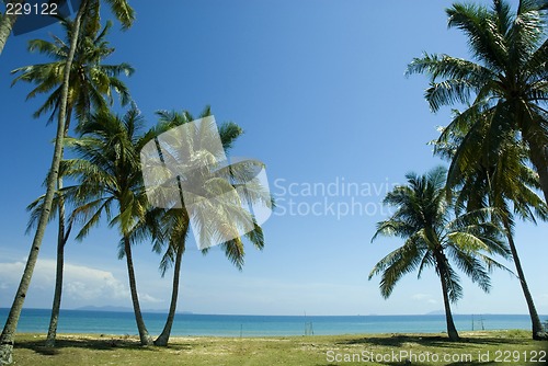 Image of Coconut trees on sunny tropical beach