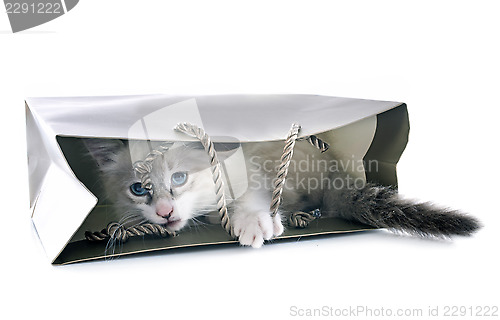 Image of birman kitten in craft