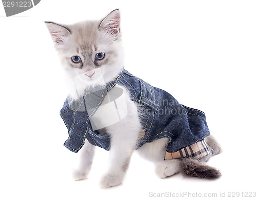 Image of dressed birman kitten