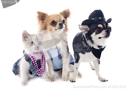 Image of birman kitten and chihuahuas