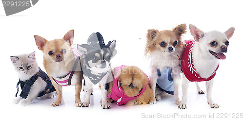 Image of chihuahuas, kitten and chicken