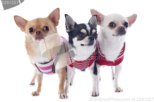 Image of dressed chihuahuas