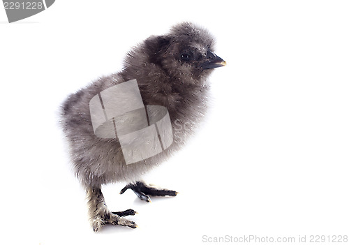Image of young Silkie chick