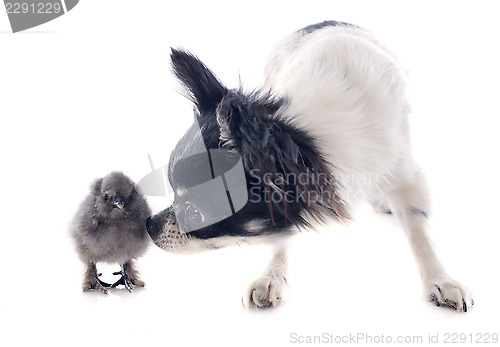Image of young chick and chihuahua
