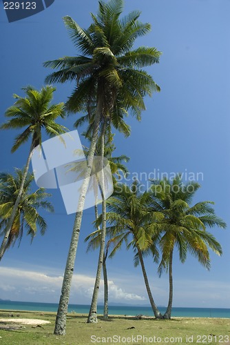 Image of Coconut trees on sunny tropical beach