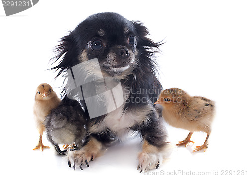 Image of young chicks and chihuahua