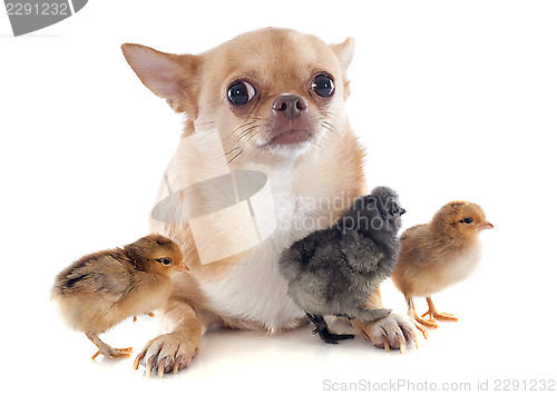 Image of young chicks and chihuahua