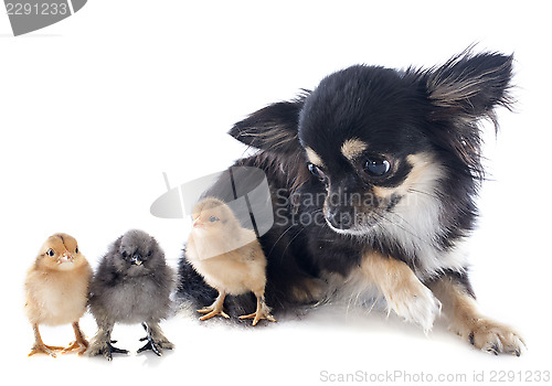 Image of young chicks and chihuahua