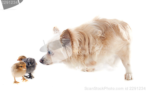 Image of chicks and chihuahua