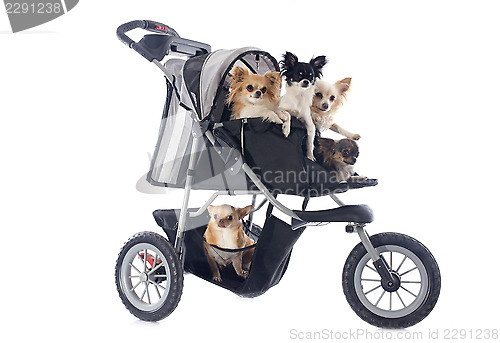 Image of chihuahuas in pushchair