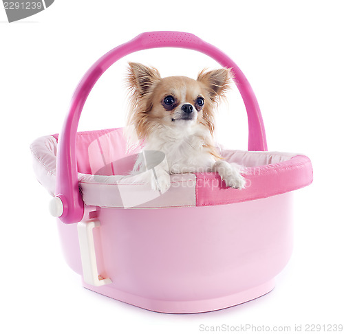 Image of chihuahua in cosy