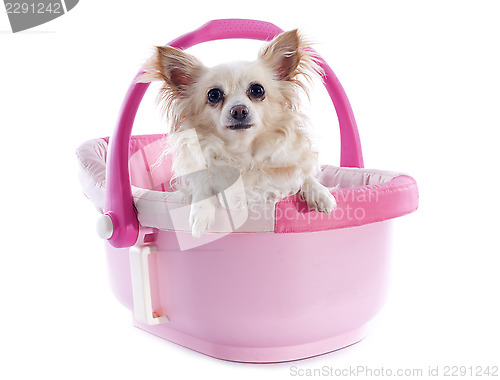 Image of chihuahua in cosy